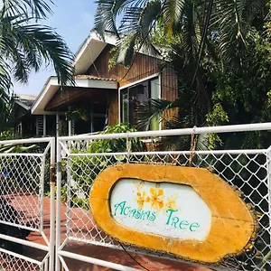Acacias Tree San Andrés